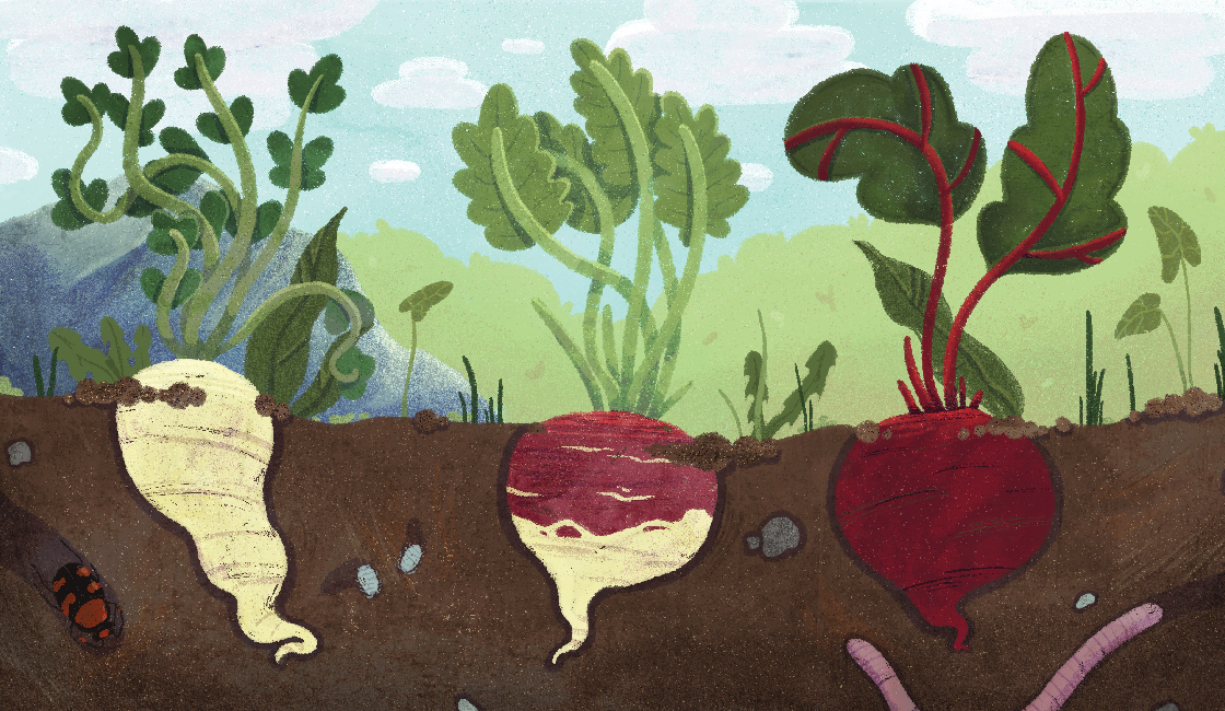 An illustrate dirt cross section of root vegetables